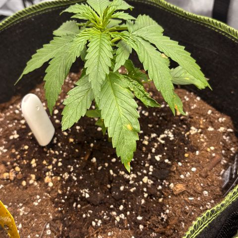 Sundae Driver growlog timeline photo