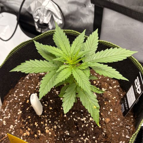 Sundae Driver growlog timeline photo