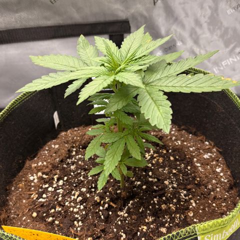 Sundae Driver growlog timeline photo