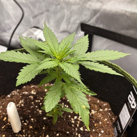 Sundae Driver growlog timeline photo