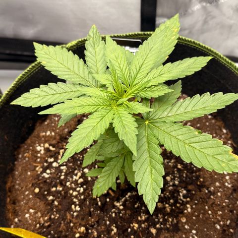 Sundae Driver growlog timeline photo