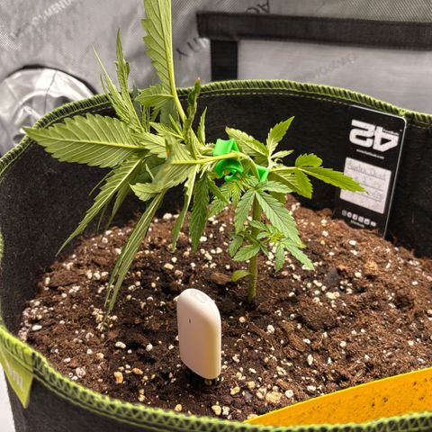 Sundae Driver growlog timeline photo