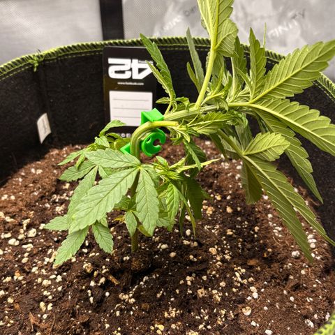 Sundae Driver growlog timeline photo