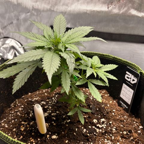 Sundae Driver growlog timeline photo