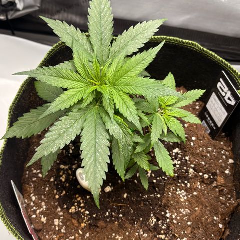 Sundae Driver growlog timeline photo