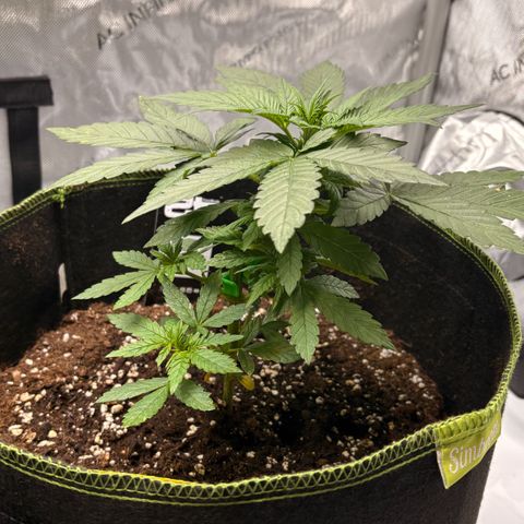 Sundae Driver growlog timeline photo