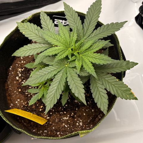 Sundae Driver growlog timeline photo