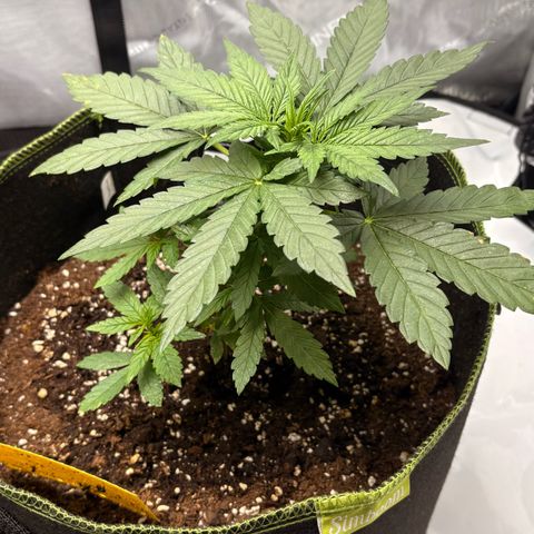 Sundae Driver growlog timeline photo