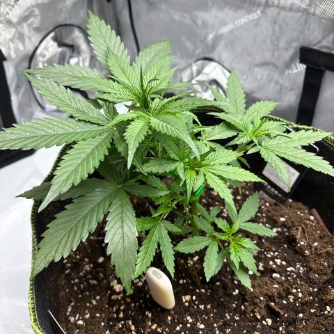 Sundae Driver growlog timeline photo