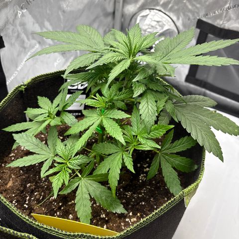 Sundae Driver growlog timeline photo
