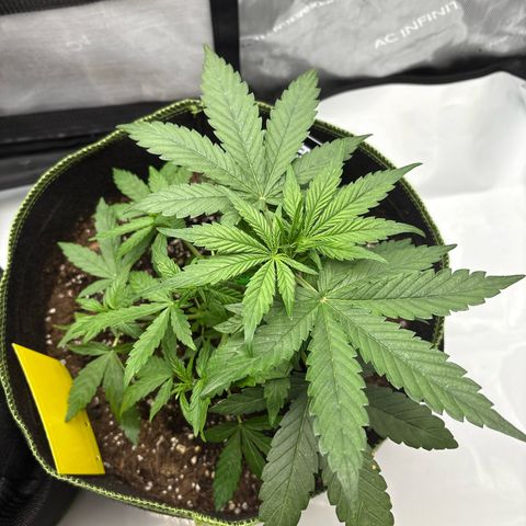 Sundae Driver growlog timeline photo