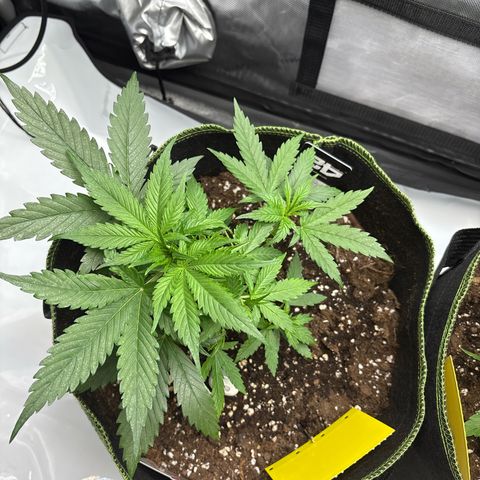 Sundae Driver growlog timeline photo
