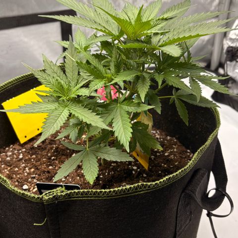 Sundae Driver growlog timeline photo