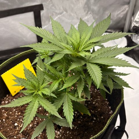 Sundae Driver growlog timeline photo