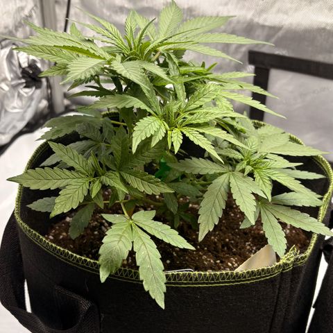 Sundae Driver growlog timeline photo
