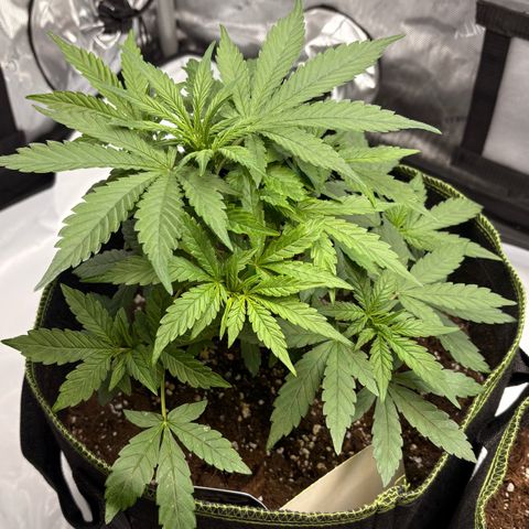 Sundae Driver growlog timeline photo