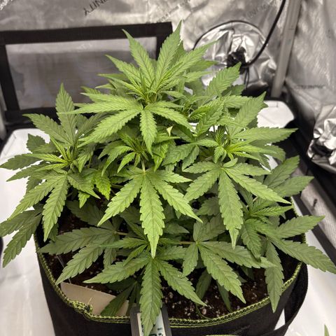 Sundae Driver growlog timeline photo