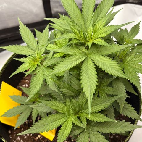 Sundae Driver growlog timeline photo