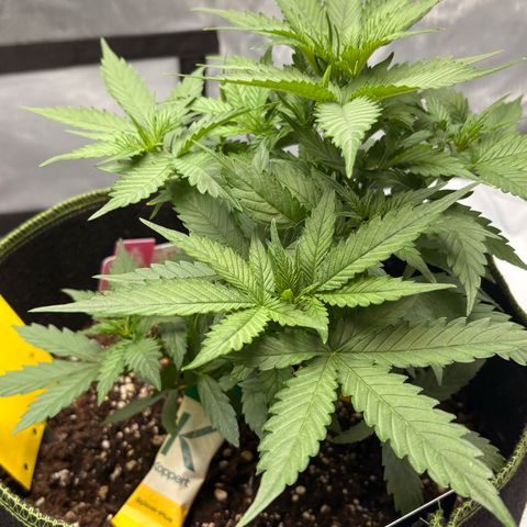 Sundae Driver growlog timeline photo