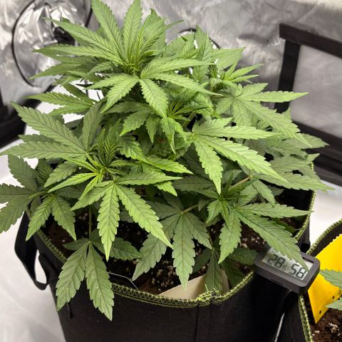 Sundae Driver growlog timeline photo