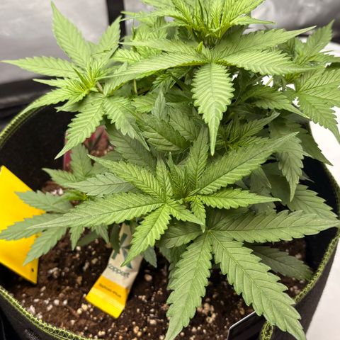 Sundae Driver growlog timeline photo