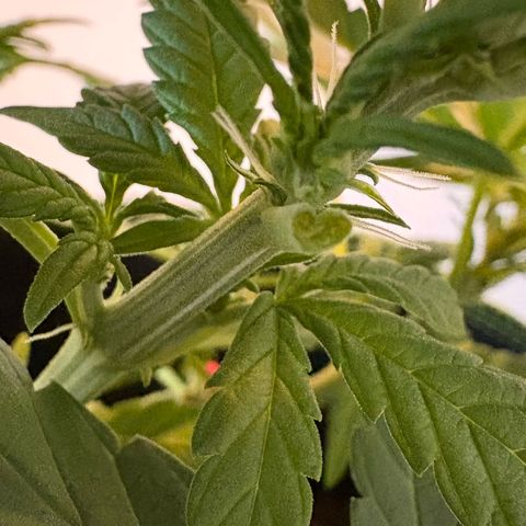 Sundae Driver growlog timeline photo