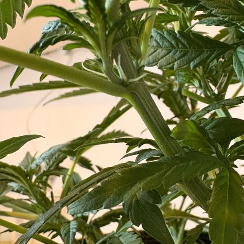 Sundae Driver growlog timeline photo