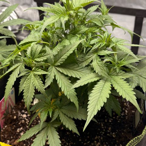 Sundae Driver growlog timeline photo