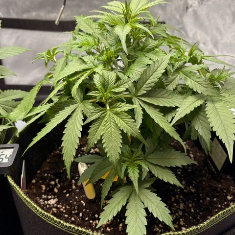 Sundae Driver growlog timeline photo