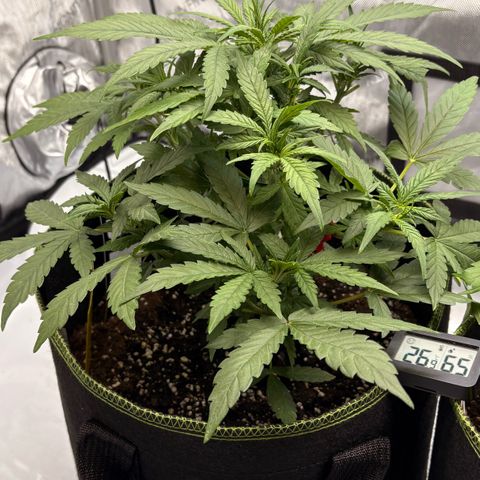 Sundae Driver growlog timeline photo