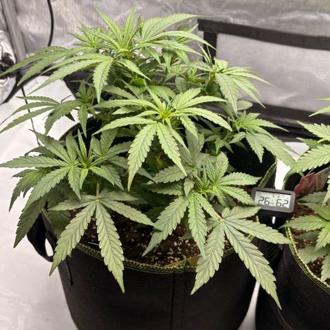 Sundae Driver growlog timeline photo