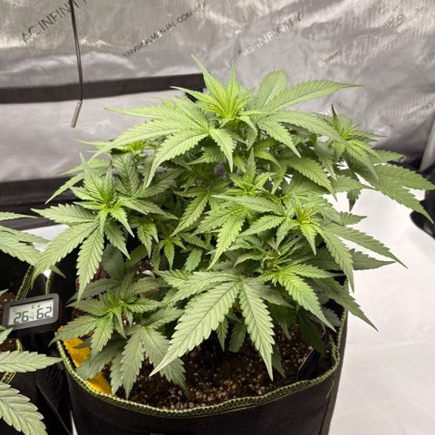Sundae Driver growlog timeline photo