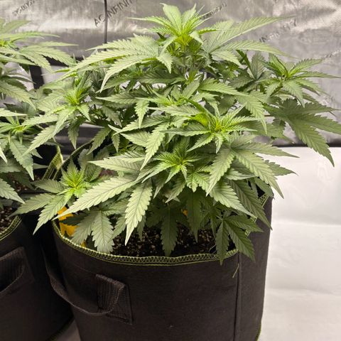 Sundae Driver growlog timeline photo