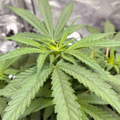 Sundae Driver growlog timeline photo