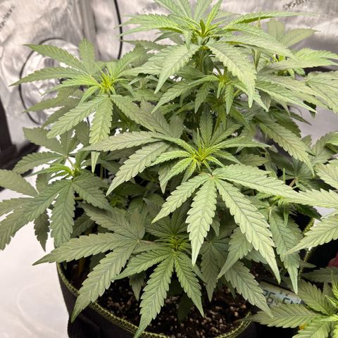 Sundae Driver growlog timeline photo