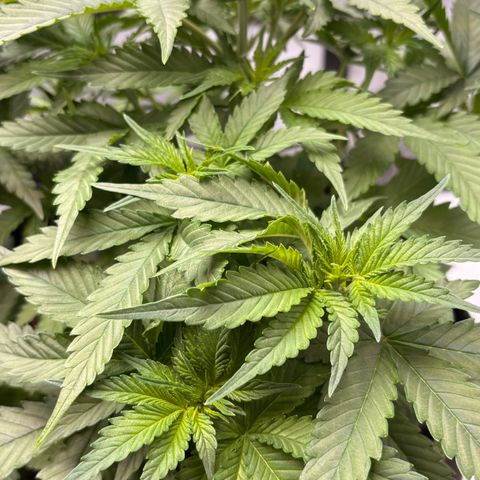 Sundae Driver growlog timeline photo