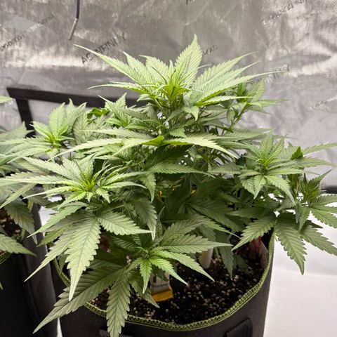 Sundae Driver growlog timeline photo