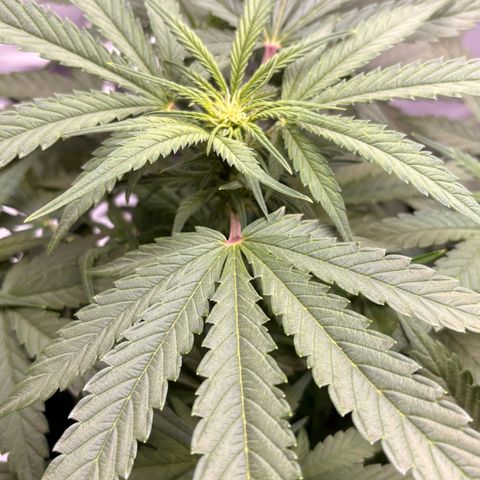 Sundae Driver growlog timeline photo