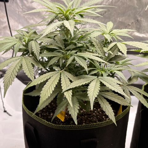 Sundae Driver growlog timeline photo