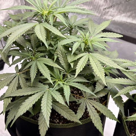 Sundae Driver growlog timeline photo