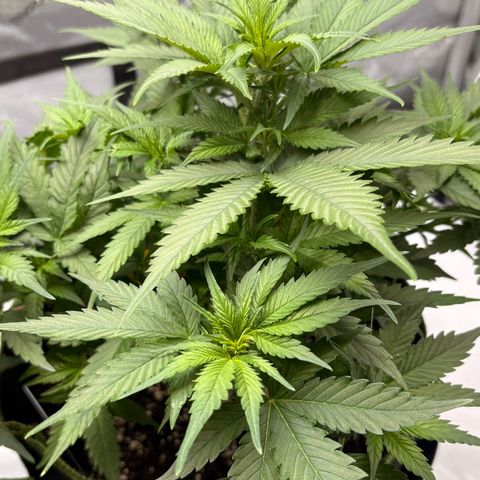 Sundae Driver growlog timeline photo