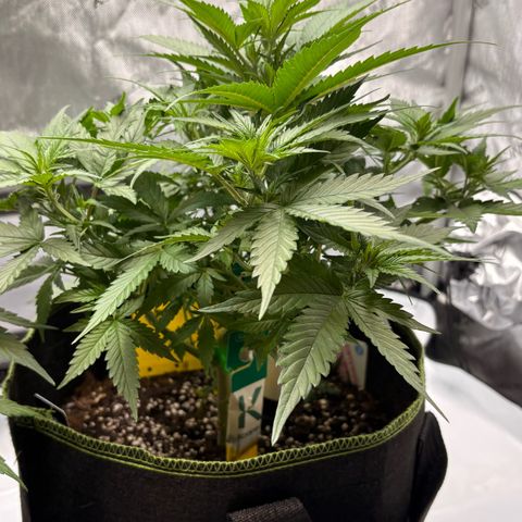 Sundae Driver growlog timeline photo