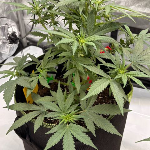 Sundae Driver growlog timeline photo