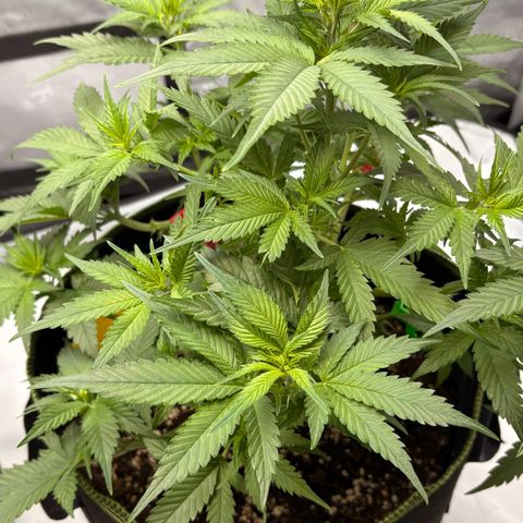 Sundae Driver growlog timeline photo