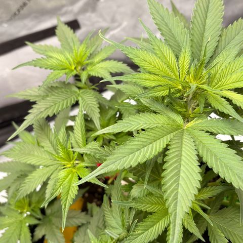 Sundae Driver growlog timeline photo