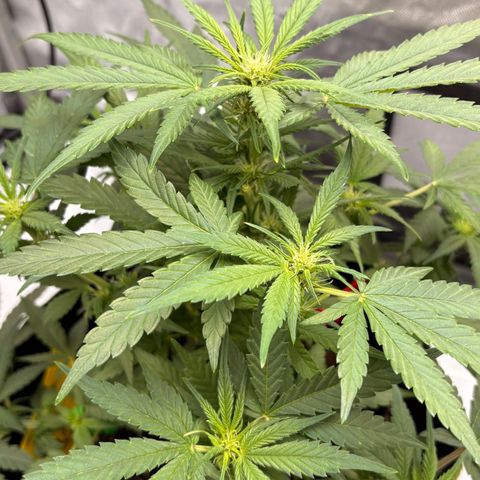 Sundae Driver growlog timeline photo