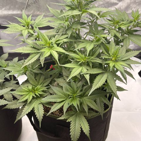 Sundae Driver growlog timeline photo