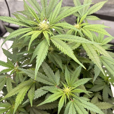 Sundae Driver growlog timeline photo