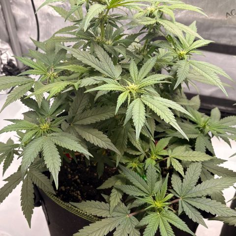 Sundae Driver growlog timeline photo