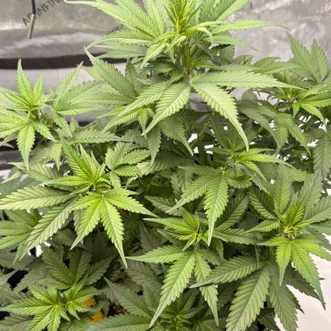 Sundae Driver growlog timeline photo